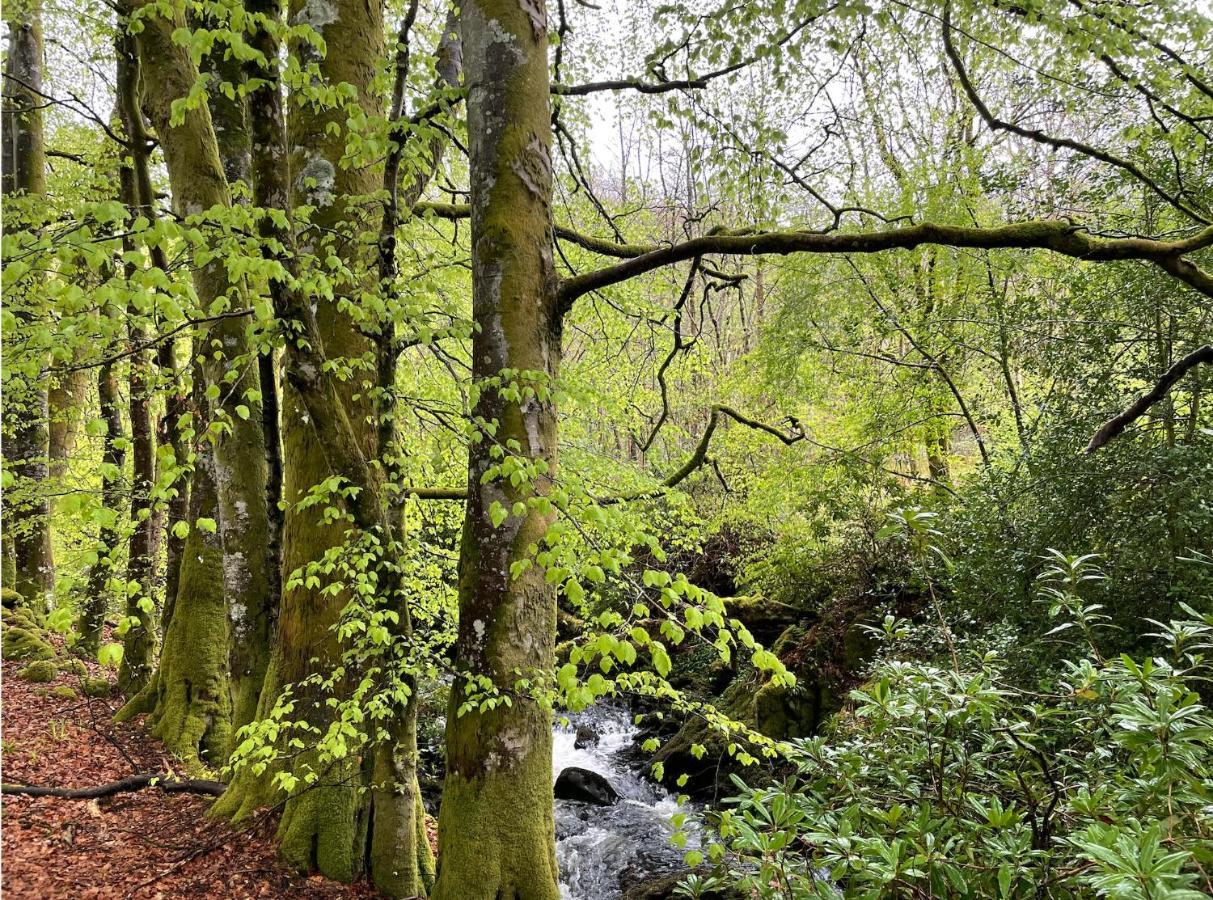 Cosy Woodland Off Grid Shepherds Hut - Rowan Βίλα Castle Douglas Εξωτερικό φωτογραφία